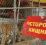 Цирк Довгалюк. Тигр Хищники - Волжская правда