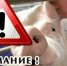 Профилактика африканской чумы свиней - OpenVlz.Ru
