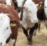 Гранты «Агростартап» получат 29 фермеров Волгоградской области - Volzhsky.Ru