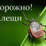 Памятка для населения по профилактике укусов клещей - Администрация г. Волжский