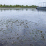 Под Волжским стартует масштабный проект восстановления водной артерии - Блокнот Волжского