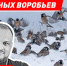 Гордеев 2026-4 - Волжская правда