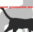 Владельцы домашних животных должны соблюдать о правила содержания своих питомцев - Администрация г. Волжский