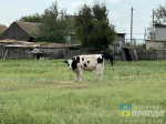 корова Солодушино. поселок (7)