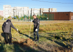 В парке «Новый город» высадили 100 экспериментальных тополей